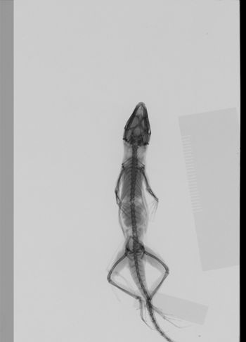 Media type: image;   Herpetology R-160913